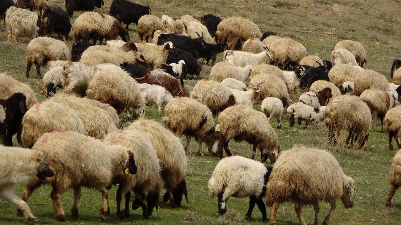 Norveç'te Bulunan Eski Fosil, Bilim Dünyasında Heyecan Yarattı